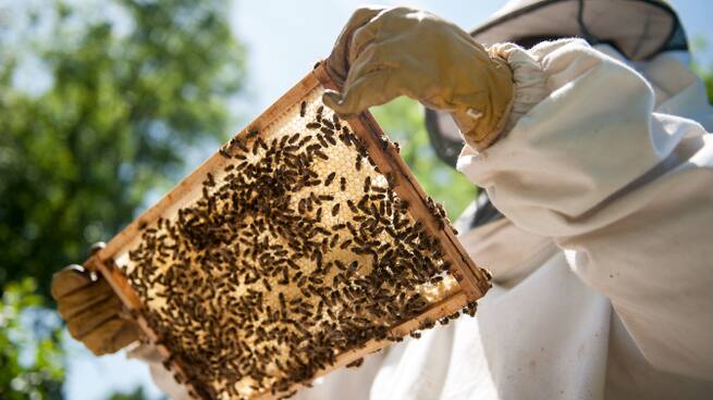 Lola Moreno, veterinaria de la Asociación de Apicultores de Guadalajara: ''Hay un gran número de colmenas que se pierden cada año''
