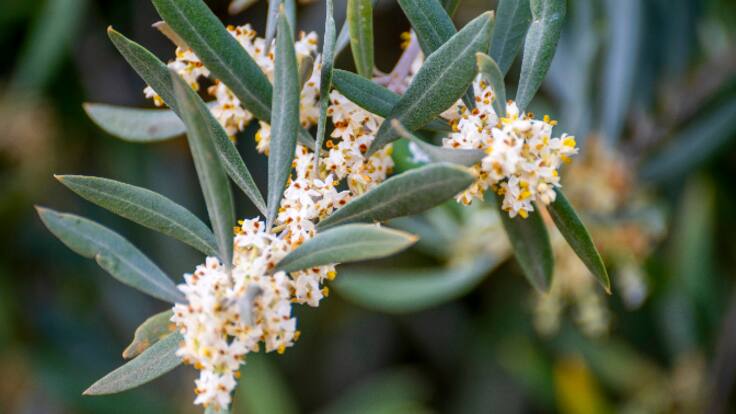 El polen da una tregua en la costa, pero sigue en niveles altos en el interior