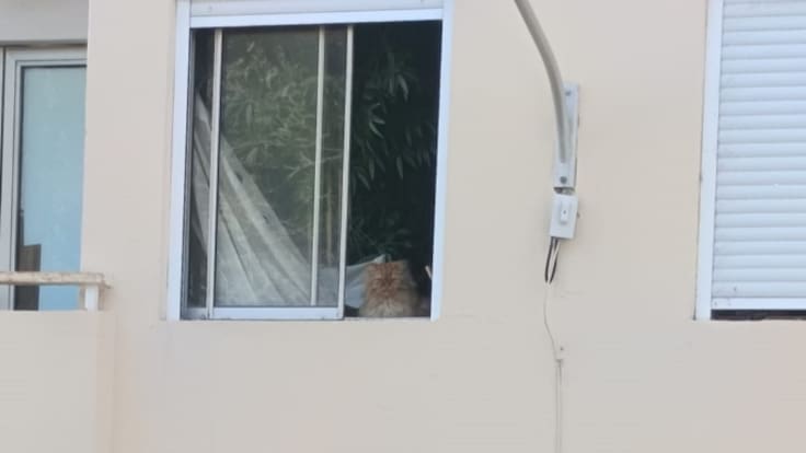 Un gato abandonado en un piso mantiene en vilo a un barrio de Santa Cruz de Tenerife: "Su dueña murió hace un mes y medio"