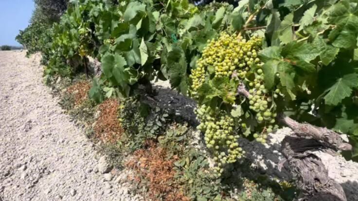 Entreviista con Miguel Përez, secretario provincial de la Coag