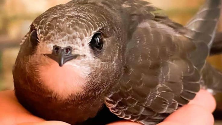 Maleni Ros, coordinadora de SOS Vencejos en Lorca