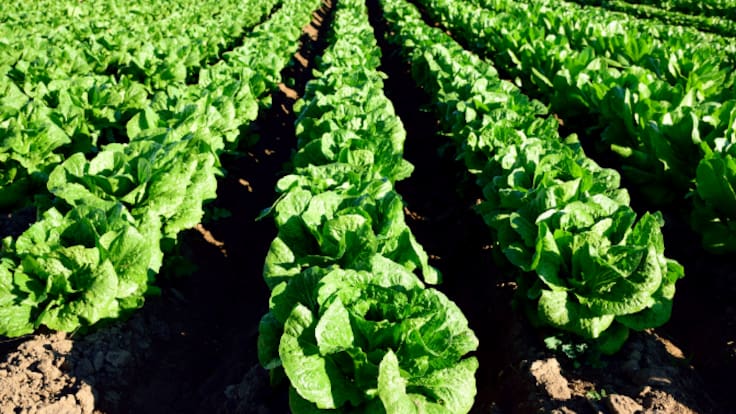 Entrevista a la investigadora del IMIDA, María del Mar Guerrero, sobre el cultivo de la lechuga