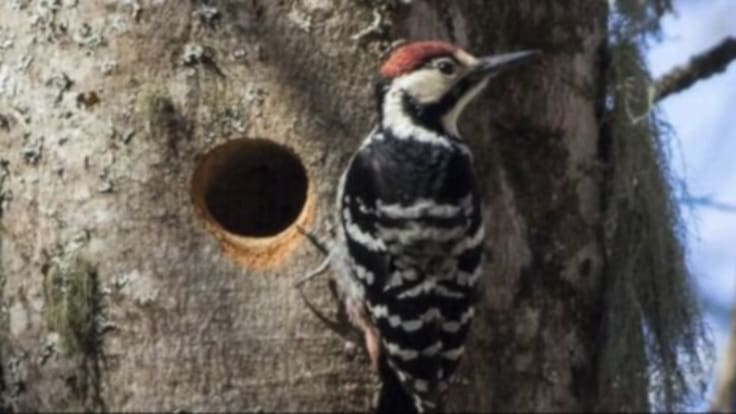 Cómo cuidar un pájaro caído de un nido y devolverlo correctamente a su hábitat