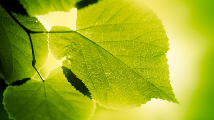 La prueba del Carbono-14 y el milagro de la naturaleza que nos permite saber cuándo ha muerto una persona realmente