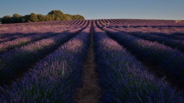 Situación del sector de las Plantas Aromáticas y Medicinales con Abelardo Carrillo, presidente de ANIPAM