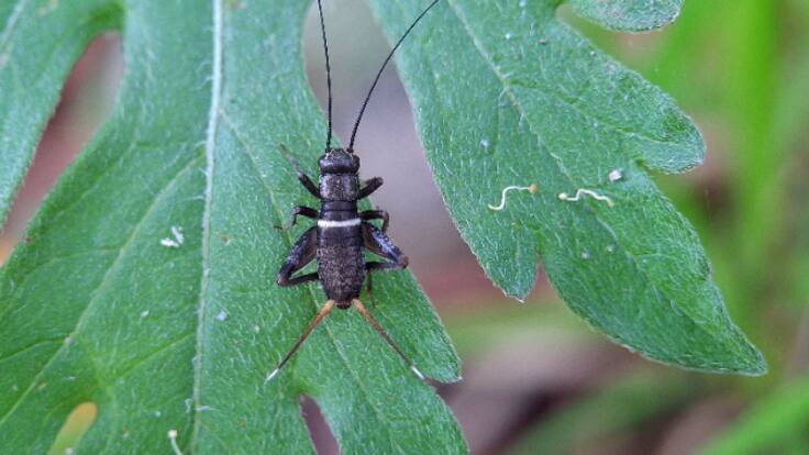 Una bióloga explica la razón por la que las chicharras te taladran la cabeza con su sonido