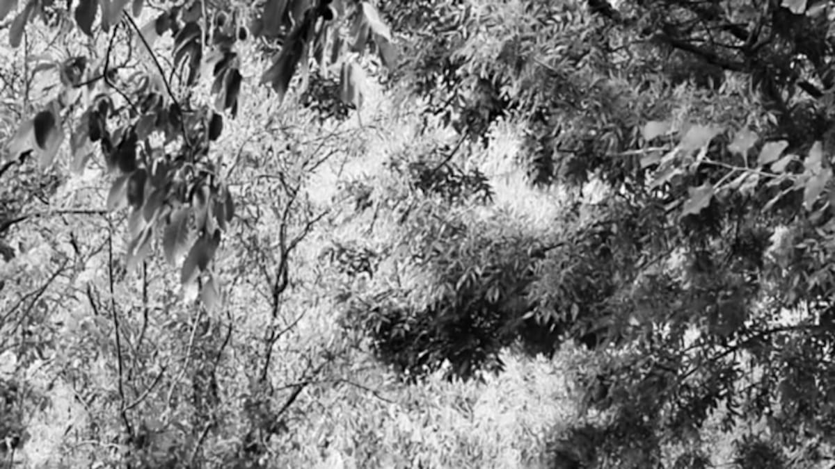 Entrevista a Julio Córdoba, Añil y Arrebol