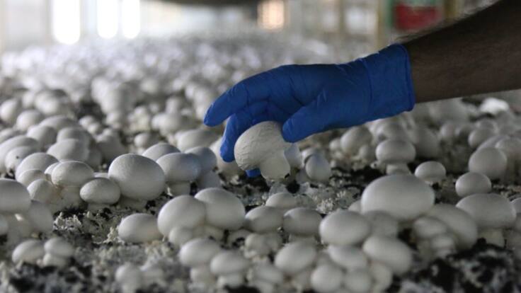 La campaña del champiñón y la seta arranca en La Rioja con un nuevo problema: la escasez de turba