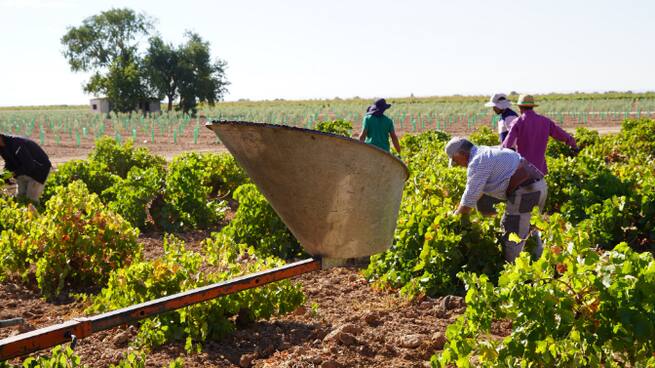 Entre vinos | Fotografía de la producción de vino y mosto 2025