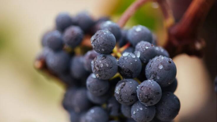 Alejandra Rubio, directora técnica de la DOCa Rioja, sobre el sexto boletín de vendimia