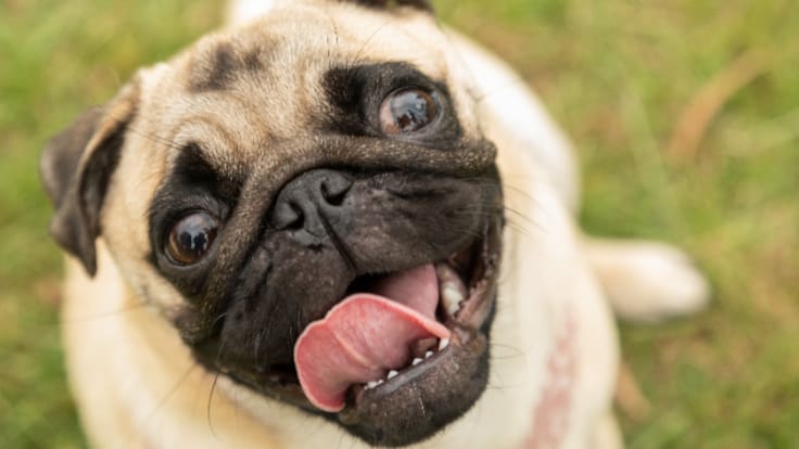 Cómo alargar la vida de tu perro hasta un 30%: un tratamiento podría haber encontrado la respuesta