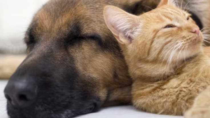 Los veterinarios de Ciudad Real apelan a la responsabilidad a la hora de regalar animales