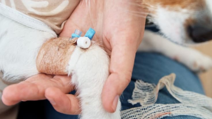 Las urgencias veterinarias 24 horas de Lanzarote y Fuerteventura en riesgo de desaparición