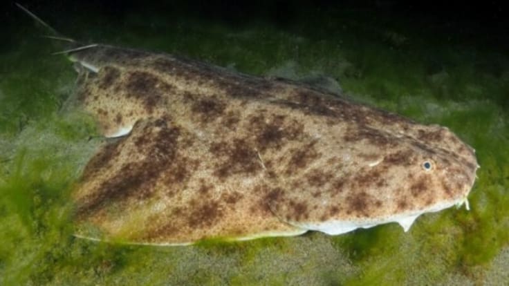 Angel Shark Project: "Capturar una especie en peligro crítico sale barato"