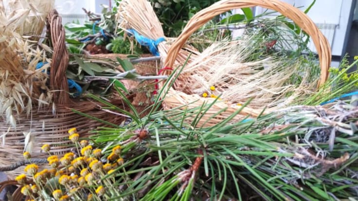 Plantas, saberes y territorio: el legado etnobotánico de la Serranía de Cuenca