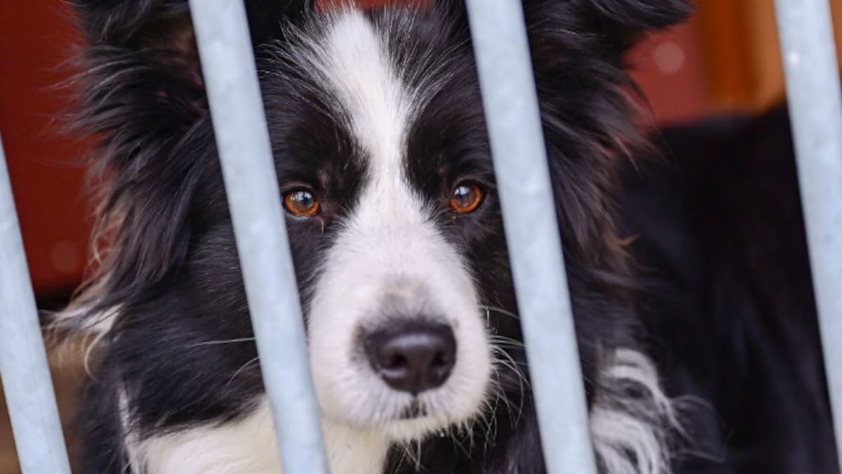 Red Ayuda Animal alerta de las consecuencias de regalar animales a los niños: "No es una buena opción, aumenta los abandonos"