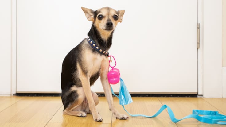 "No estamos para limpiar la caca de los perros": los trabajadores de los centros comerciales 'en pie de guerra' por el incivismo de los dueños de las mascotas