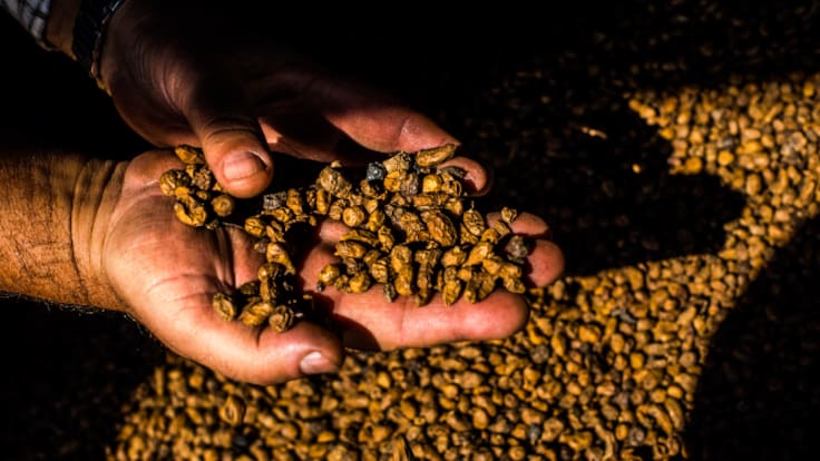 La Llavor 10-01-2026