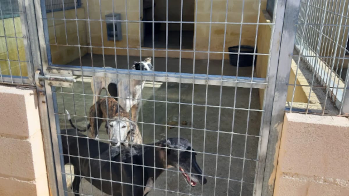 Menos rescates en 2025, pero más casos críticos en la Protectora de Málaga