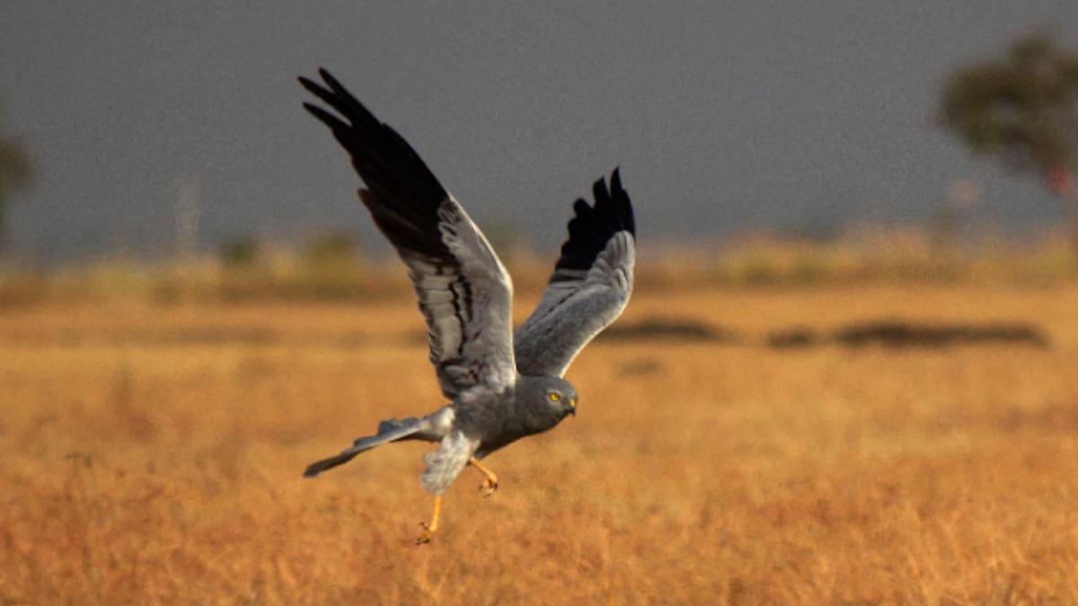 Entrevistamos a Juan Martínez Dalmau, miembro de Grefa