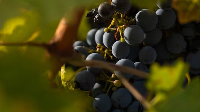 Vi La Llavor: garnatxa negra i pinot noir