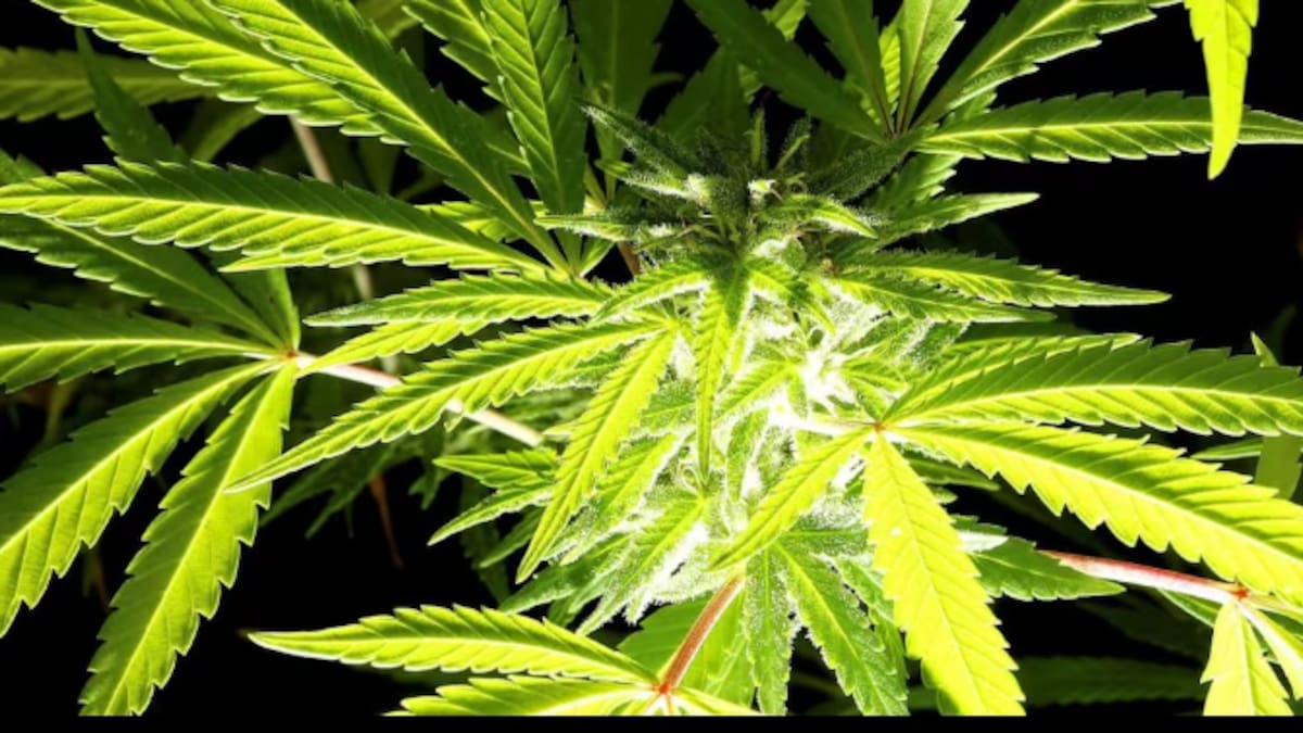 Una investigación confirma la viabilidad del cáñamo industrial en Navarra