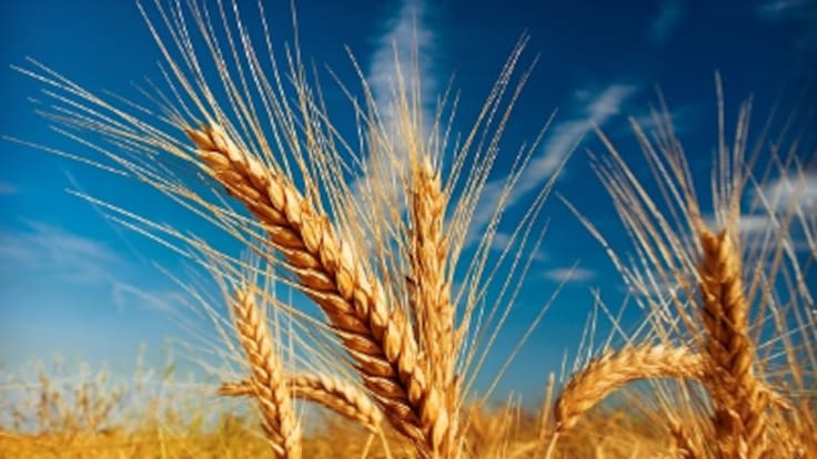 Investigadores cordobeses desarrollan un trigo sin gluten