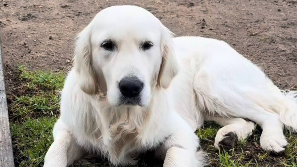 A Vivir las Rías: Lucas The Dog