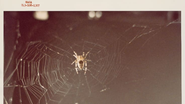 ¿Por qué las arañas tejen distinto en el espacio? La gravedad les plantea un gran problema