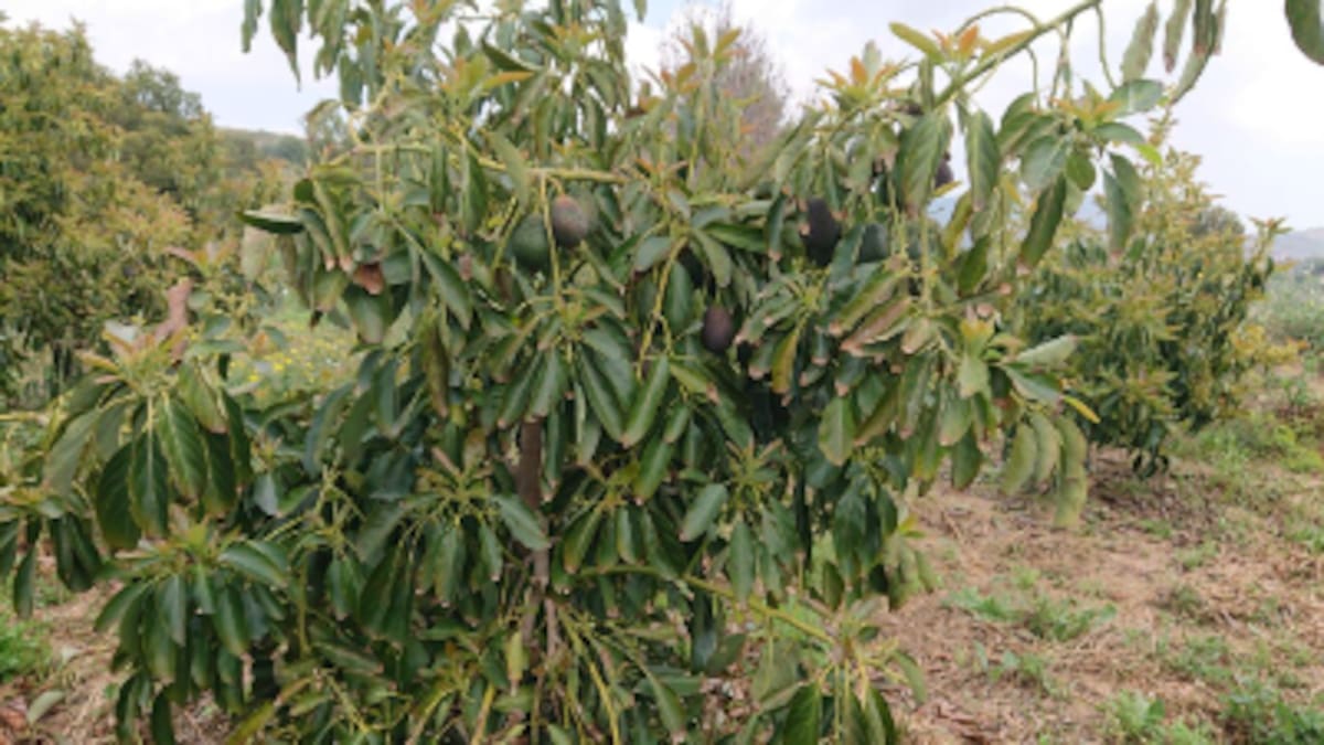 Los agricultores esperas la declaración de zona catastrófica