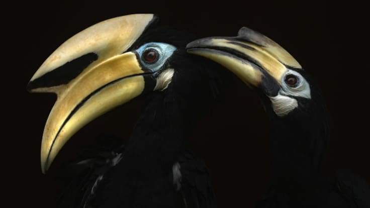 'Momentos', la exposición que nos descubre el reino animal de cerca