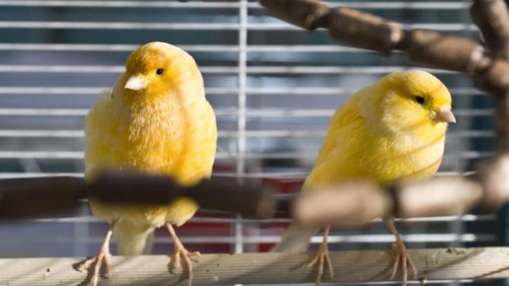 Cómo socializar correctamente con los periquitos
