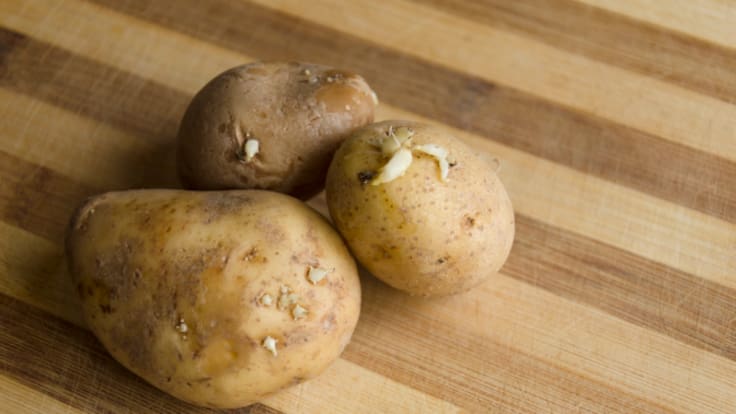 ¿Qué es la couza Guatemalteca?