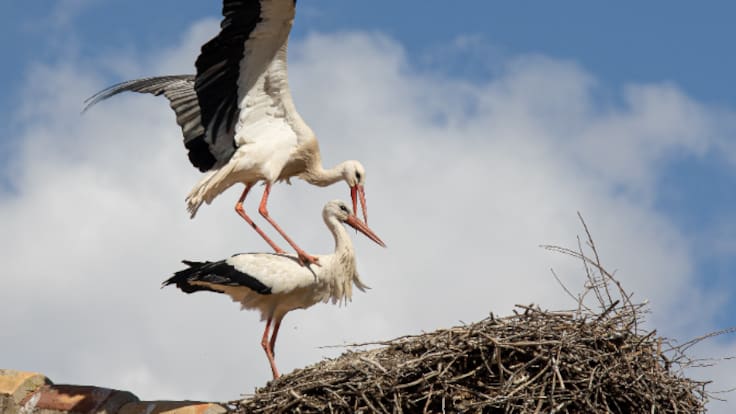 Alfaro celebra San Blas con el Día de la Cigüeña y con un rosco gigante