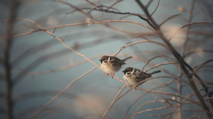Por que os paxariños casan pola Candeloria ou como os ritmos de vida actuais fan que nos custe máis namorarnos