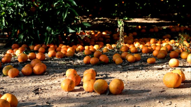 De temporada: fruita caigua de l'arbre