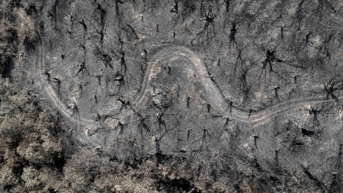La zona cero de los incendios de Galicia, seis meses después: "Hay entornos carbonizados para muchos años"