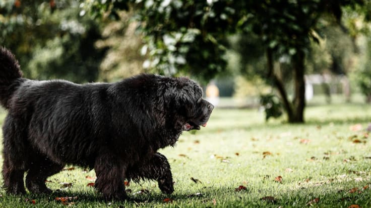 Futura nueva regulación para mascotas en Pamplona