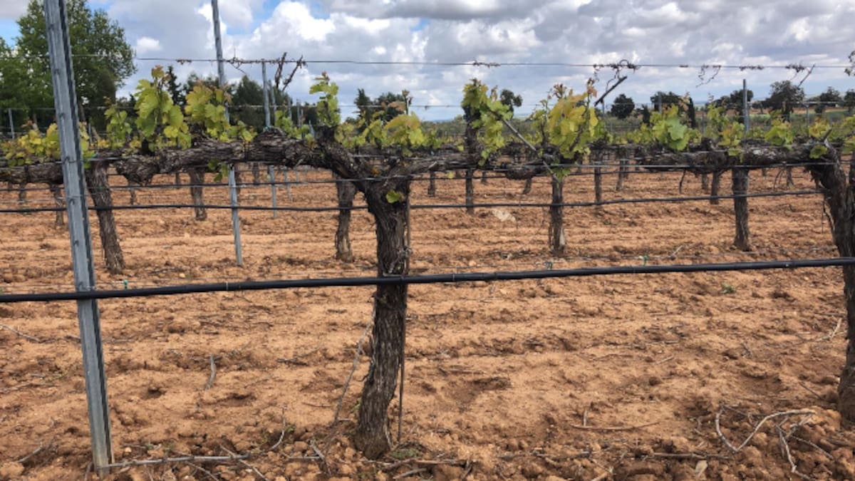 El suelo de la viña, un recurso invisible y clave para una viticultura sostenible