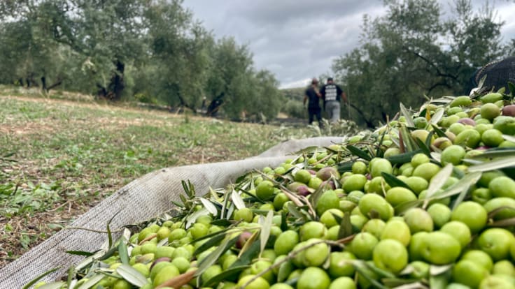 La campaña 2025-2026 de Aceite de La Rioja cierra con 605.000 litros pese a recoger un 24% menos de olivas