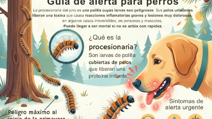 Teresa García, presidenta del Colegio de Veterinarios de Murcia, sobre la procesionaria