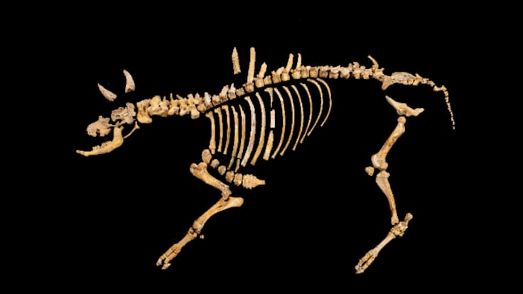 Hallan en Urbasa los restos de un Bisonte de hace 4.000 años