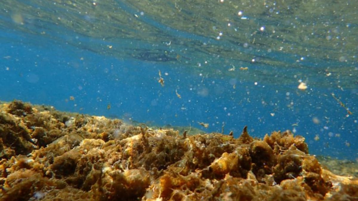 Detectan la presencia de microalgas tóxicas tropicales en aguas del Mediterráneo peninsular