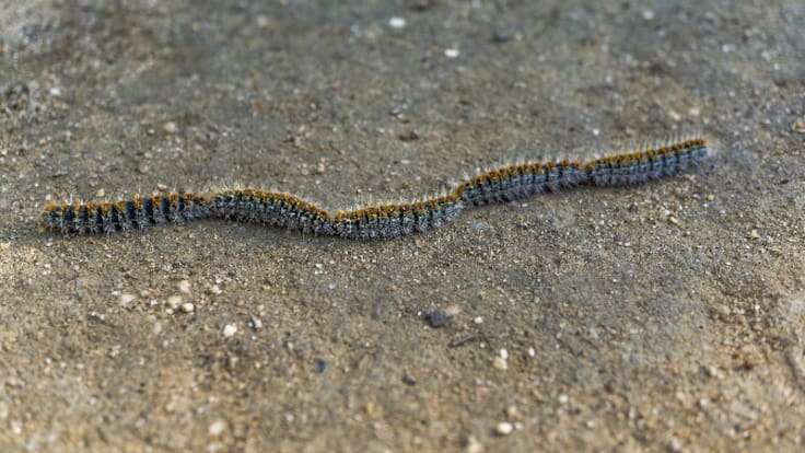 El Ayuntamiento de Logroño intensifica la retirada de nidos de procesionaria (13/02/2026)