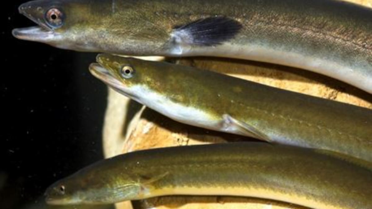 La anguila está al borde de la extinción