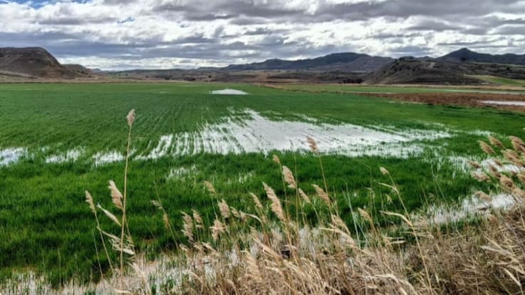 El campo de Cuenca evalúa daños y beneficios tras las últimas lluvias