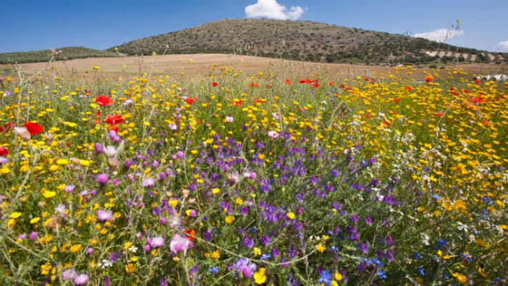 Nómada del viento: ¡Campeones de Europa! (17/02/2026)