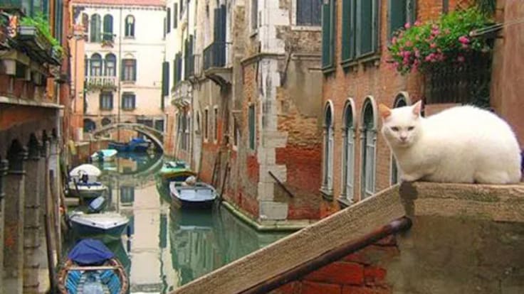 Así salvaron los gatos a Venecia de la peste: matar a un felino acabó estando penado por ley