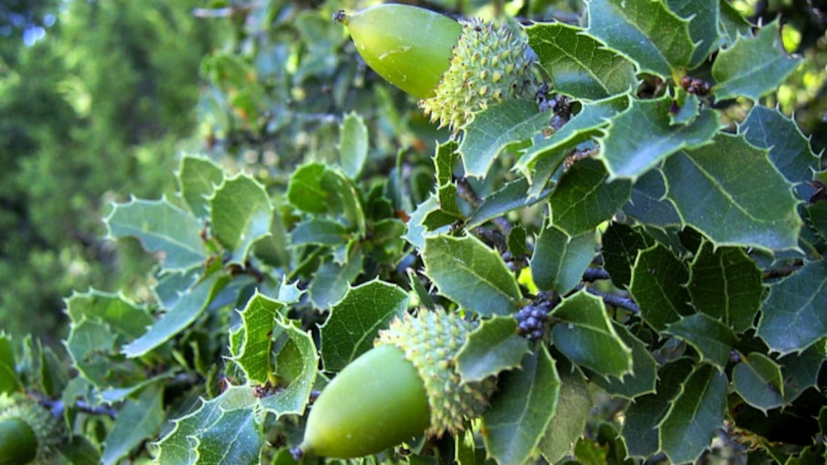 La historia del color carmesí: de la coscoja de Cuenca a la chumbera canaria