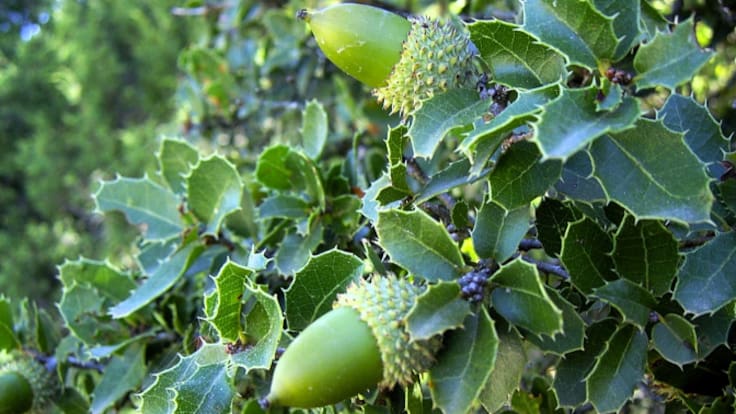 La historia del color carmesí: de la coscoja de Cuenca a la chumbera canaria